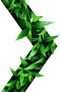 Green plant